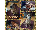 Adopt Bonnie a Tan/Yellow/Fawn - with Black German Shepherd Dog / Mixed dog in