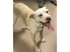 Adopt Trick a Tan/Yellow/Fawn American Pit Bull Terrier / Mixed dog in Natchez