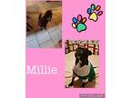 Adopt Millie a Black - with White Boston Terrier / Mixed dog in East Dundee