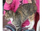 Adopt Belle a Calico or Dilute Calico Domestic Shorthair (short coat) cat in