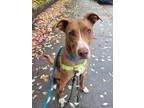 Adopt Yeah Rosco a Brown/Chocolate - with White Mixed Breed (Medium) / Mixed dog