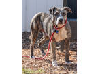 Adopt Belize- IN FOSTER a Brown/Chocolate Mixed Breed (Large) / Mixed dog in
