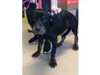Adopt Hip Hop- IN FOSTER ADOPTED FTA a Black Mixed Breed (Medium) / Mixed dog in