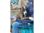 Adopt Janice a Brown/Chocolate American Pit Bull Terrier / Mixed Breed (Medium)