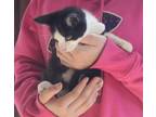 Adopt Anya a Black & White or Tuxedo Domestic Shorthair (short coat) cat in