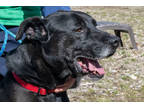 Adopt Frank a Black Labrador Retriever / Mixed Breed (Medium) / Mixed (short