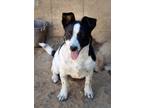 Adopt Phoenix a Black - with White Cattle Dog / Blue Heeler / Mixed dog in