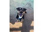 Adopt Gabino a Black Basset Hound / Rottweiler / Mixed (short coat) dog in