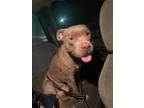 Adopt Parker a Brown/Chocolate Mixed Breed (Small) / Mixed Breed (Medium) /