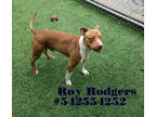 Adopt Roy Rogers - Stray a Tan/Yellow/Fawn American Pit Bull Terrier / Mixed