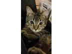 Adopt Pickles a Brown Tabby Domestic Shorthair (short coat) cat in New York