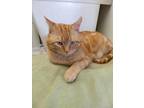 Adopt Axe a Domestic Shorthair / Mixed (short coat) cat in Bourbonnais