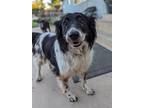 Adopt Missy a Border Collie / Mixed dog in El Cajon, CA (39586097)