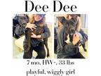 Adopt Dee Dee a Mixed Breed (Medium) / Mixed dog in Albany, GA (39782674)