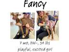 Adopt Fancy a Mixed Breed (Medium) / Mixed dog in Albany, GA (39782672)
