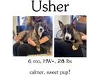 Adopt Usher a Mixed Breed (Medium) / Mixed dog in Albany, GA (39782669)