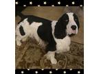 Adopt Ripley a White - with Black Springer Spaniel / Mixed dog in Santa Ana