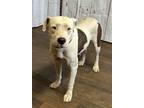 Adopt Crystal a White - with Brown or Chocolate Pit Bull Terrier dog in