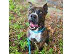 Adopt Gumbo a Brindle - with White Pit Bull Terrier / Mixed dog in Costa Mesa