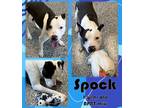 Adopt Spock a Black American Pit Bull Terrier / Mixed Breed (Medium) / Mixed