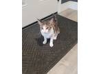 Adopt Amy 2 a Domestic Shorthair / Mixed (short coat) cat in Newman