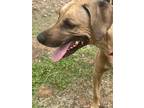 Adopt MONGO a Tan/Yellow/Fawn Rhodesian Ridgeback / Mixed dog in Oroville