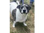 Adopt Sir Harry Potter a White Jack Russell Terrier / Mixed Breed (Medium) /