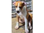 Adopt Sandy a Tan/Yellow/Fawn - with White Boxer / American Pit Bull Terrier /