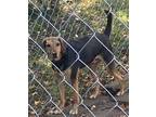 Adopt Sanyo a Black - with Tan, Yellow or Fawn Hound (Unknown Type) / Shepherd