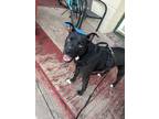 Adopt Sapphire a Black Pitsky / Mixed dog in Tonawanda, NY (39774818)