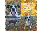 Adopt 2023-10-191 a American Pit Bull Terrier / Mixed dog in Winder