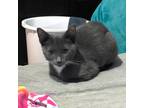 Adopt Ginerva a Gray or Blue (Mostly) Domestic Shorthair (short coat) cat in
