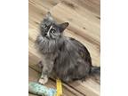 Adopt Penny a Persian / Mixed (long coat) cat in San Jacinto, CA (39636050)