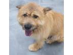 Adopt Majung a Tan/Yellow/Fawn Mixed Breed (Large) / Mixed dog in BELLEVUE