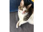 Adopt Henry a Brown Tabby Domestic Shorthair (short coat) cat in New York