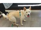 Adopt Berry a White Shiba Inu / Jindo / Mixed dog in Bayside, NY (39773120)
