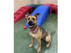 Adopt Rosie-16 months-Loveable and FUN Fully Vetted a Black - with Tan