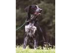 Adopt Kirby a Black - with White Australian Cattle Dog / Retriever (Unknown