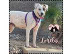 Adopt Lorelai a White - with Brown or Chocolate Australian Cattle Dog / Mixed