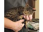 Adopt Trinity a Brown Tabby Domestic Shorthair (short coat) cat in York