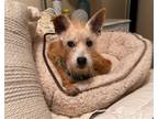 Adopt WAFFLES a Red/Golden/Orange/Chestnut - with White Border Terrier / Mixed