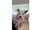 Adopt WAFFLES a Red/Golden/Orange/Chestnut - with White Border Terrier / Mixed