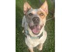 Adopt Sadie a Red/Golden/Orange/Chestnut Australian Cattle Dog / Mixed dog in