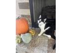 Adopt Jessee a Black & White or Tuxedo Domestic Shorthair (short coat) cat in