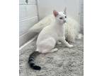 Adopt Jessee a White (Mostly) Domestic Shorthair (short coat) cat in Portsmouth