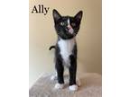 Adopt Ally a Black & White or Tuxedo Domestic Shorthair (short coat) cat in