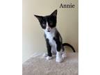 Adopt Annie a Black & White or Tuxedo Domestic Shorthair (short coat) cat in