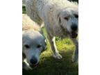 Adopt Romeo a White Great Pyrenees / Mixed Breed (Medium) / Mixed (short coat)