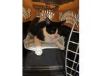 Adopt Shortila a Black & White or Tuxedo Domestic Shorthair (short coat) cat in