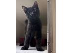 Adopt Hawk a All Black Domestic Mediumhair (medium coat) cat in Columbus